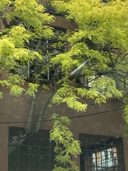 tree peeking out of a building