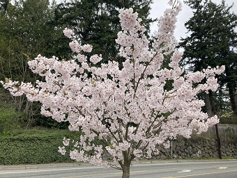 light pink young tree